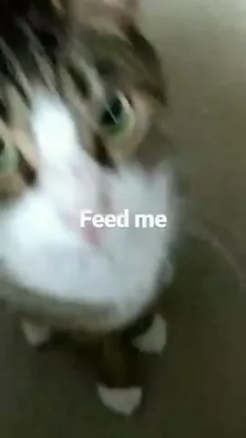Feed me