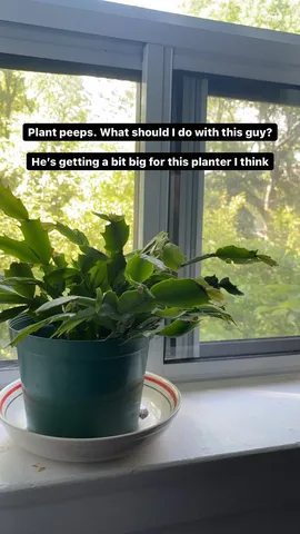 Plant peeps. What should I do with this guy?

He's getting a bit big for this planter I think