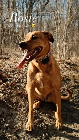 Rosie My friend's dog 🥺