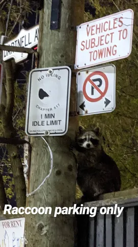 Raccoon parking only